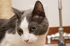 Franklin *Declawed*
