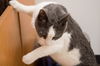 Franklin *Declawed*