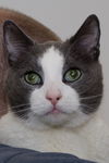 Franklin *Declawed*