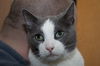 Franklin *Declawed*