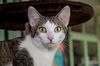 Dina
