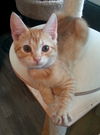 Gideon