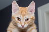 Gideon