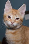 Gideon