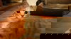 Layla *video*