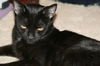 Libby
