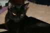 Libby
