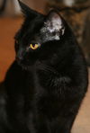 Libby