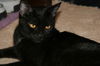 Libby