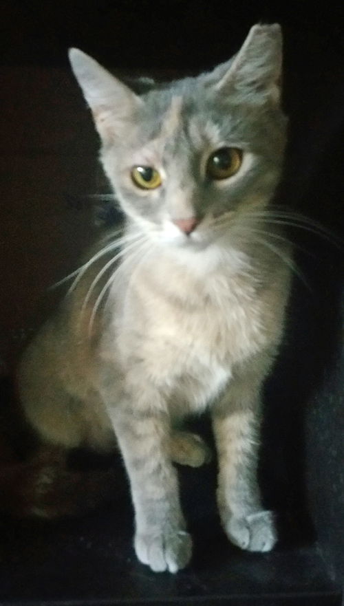 Hazel