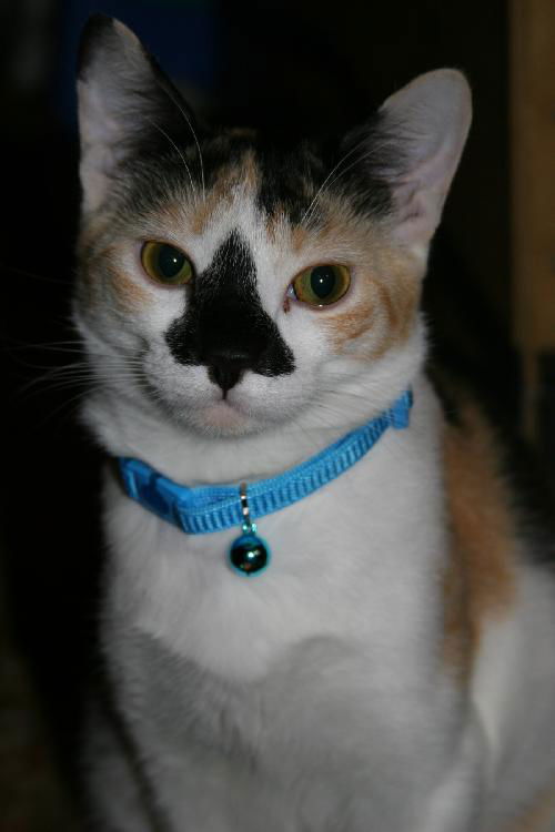 Ripley