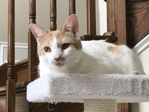 Athena