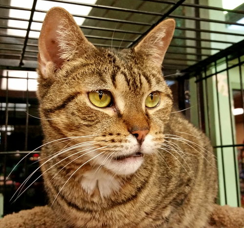 JASMINE - Domestic Short Hair available for adoption