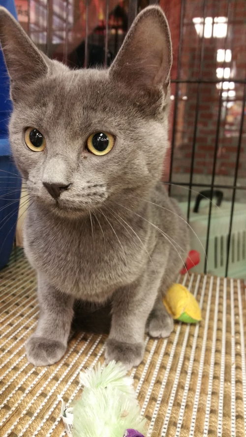 Georgie