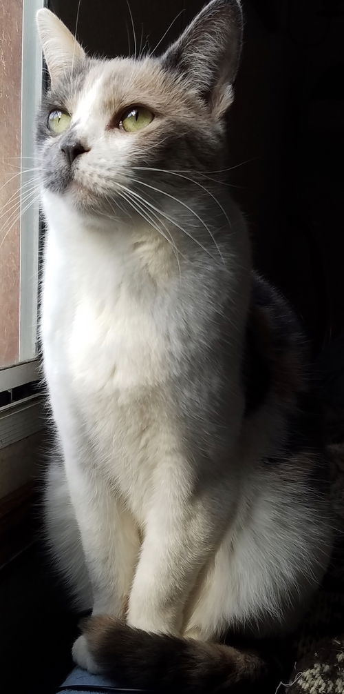 Sienna