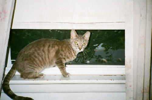 Frankie