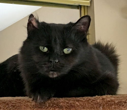 Gracie