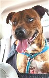 adoptable Dog in carrollton, GA named Marco