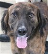 adoptable Dog in carrollton, GA named Ulric