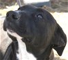 adoptable Dog in carrollton, GA named Astro