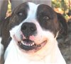 adoptable Dog in carrollton, ga, GA named Fergus