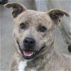 adoptable Dog in carrollton, GA named Mowgli