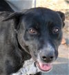 adoptable Dog in carrollton, GA named Royal