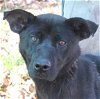 adoptable Dog in carrollton, GA named Farlee