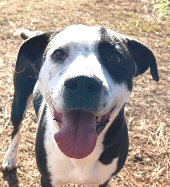 adoptable Dog in Carrollton, GA named Israel