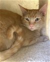 adoptable Cat in carrollton, GA named Camden