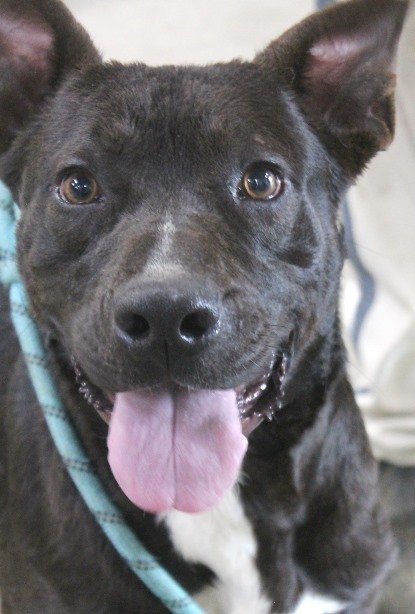 adoptable Dog in Carrollton, GA named Chien Po