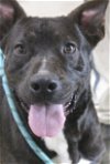 adoptable Dog in carrollton, GA named Chien Po