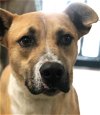 adoptable Dog in  named Woody