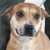 adoptable Dog in carrollton, GA named River