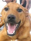 adoptable Dog in carrollton, GA named Verlander