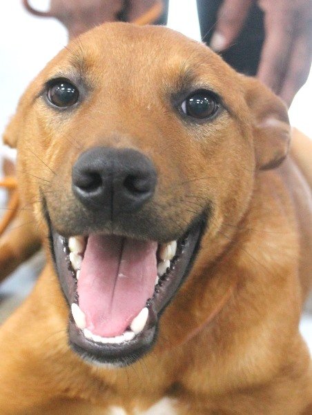 adoptable Dog in Carrollton, GA named Verlander