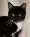 adoptable Cat in carrollton, GA named Olive