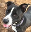 adoptable Dog in carrollton, GA named Dallas