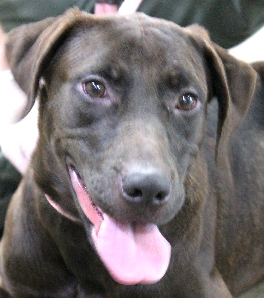 adoptable Dog in Carrollton, GA named Ellie