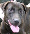 adoptable Dog in carrollton, GA named Ellie
