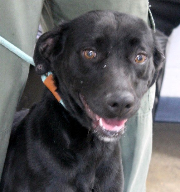 adoptable Dog in Carrollton, GA named Ginny