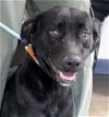 adoptable Dog in carrollton, ga, GA named Ginny