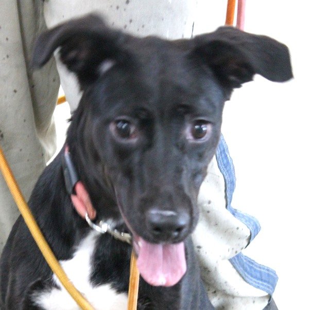 adoptable Dog in Carrollton, GA named Haven