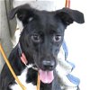 adoptable Dog in carrollton, ga, GA named Haven