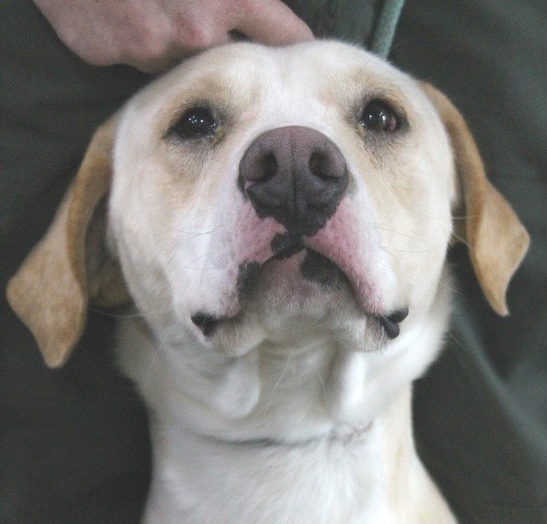 adoptable Dog in Carrollton, GA named Ivan