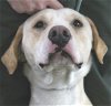adoptable Dog in carrollton, ga, GA named Ivan