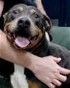 adoptable Dog in carrollton, GA named Toga
