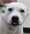 adoptable Dog in  named Junior
