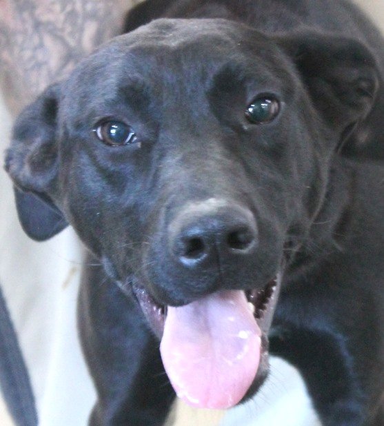 adoptable Dog in Carrollton, GA named Cy