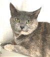 adoptable Cat in carrollton, GA named Wheezy